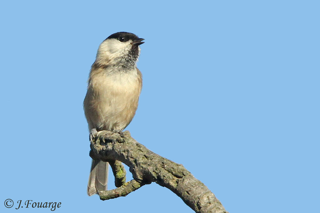 Mésange boréale, identification