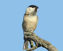 Willow Tit