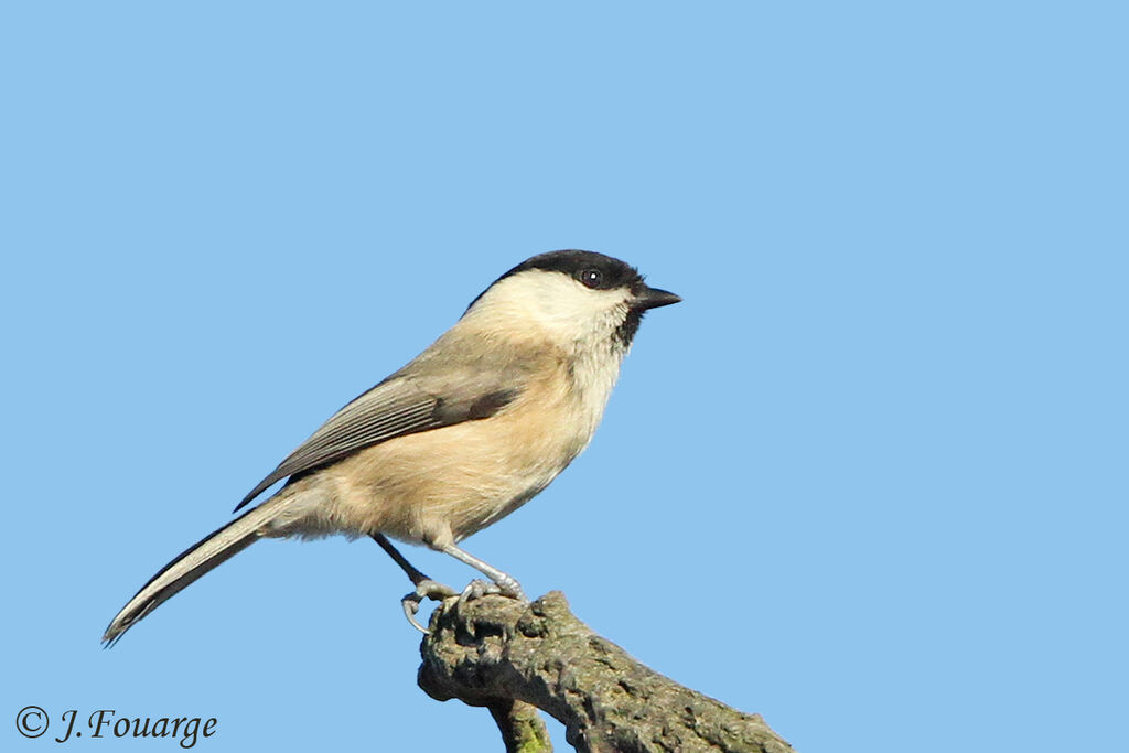 Willow Tit, identification