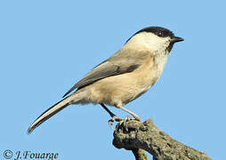 Willow Tit