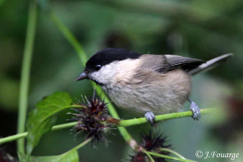 Willow Tit, identification