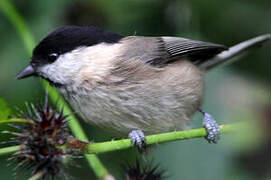 Willow Tit