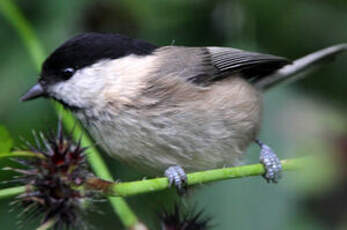 Mésange boréale