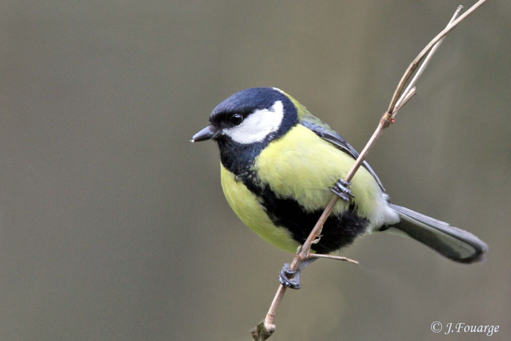 Great Tit male adult, identification