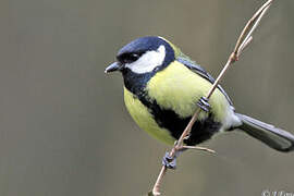 Great Tit