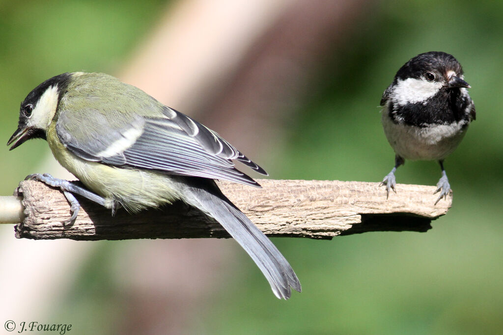 Great Tit, identification