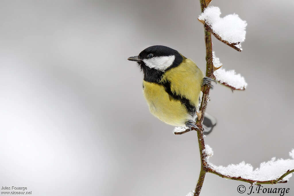 Mésange charbonnière femelle adulte, portrait