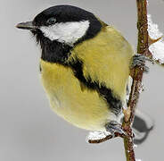 Great Tit