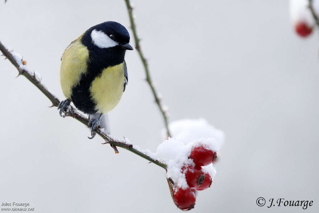 Great Tit male adult breeding, close-up portrait