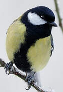 Great Tit