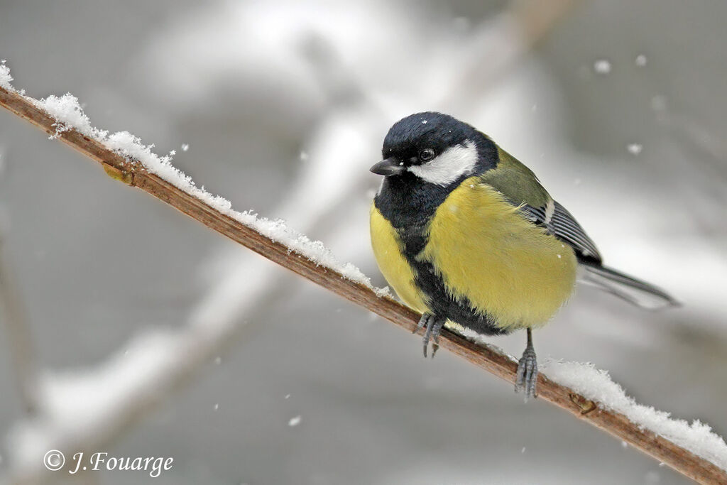 Great Tit male, identification