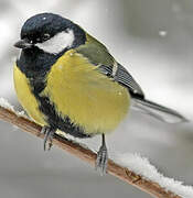 Great Tit