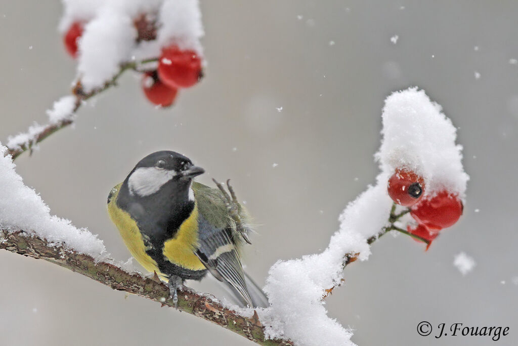 Great Tit male adult, identification