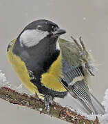 Great Tit