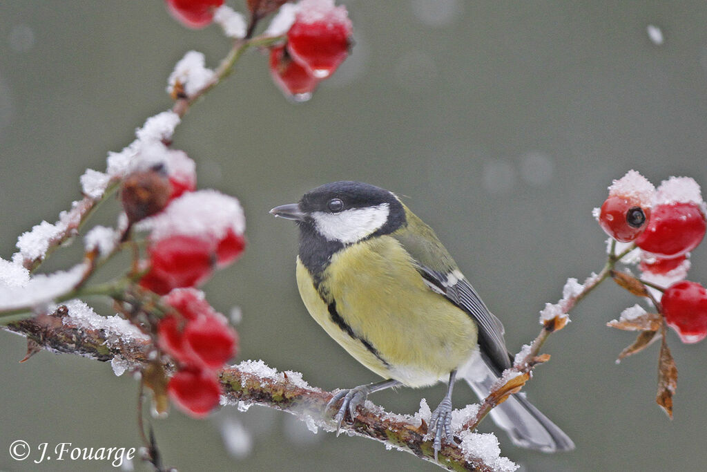 Great Tit female adult, identification