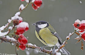 Mésange charbonnière