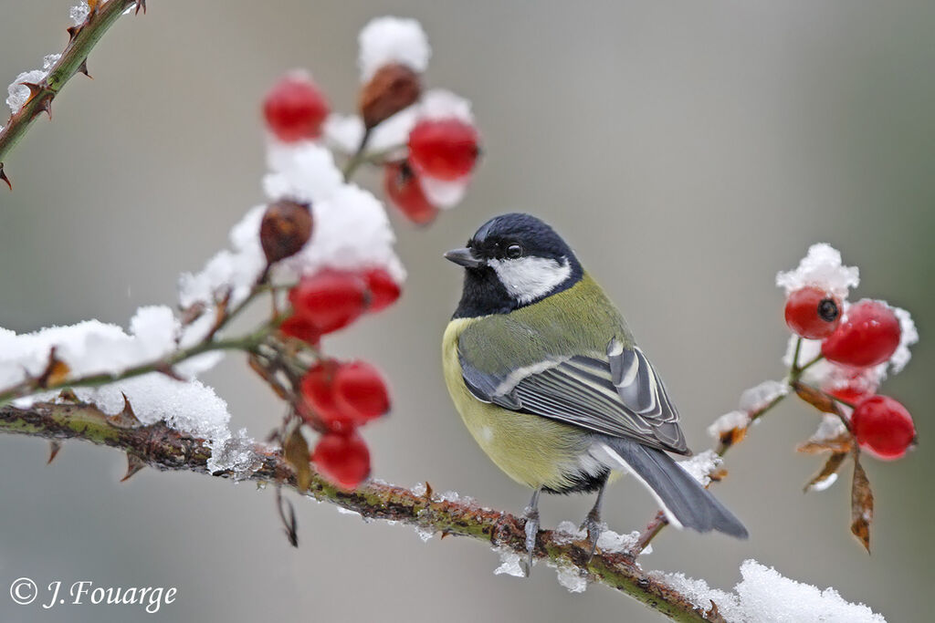 Great Tit