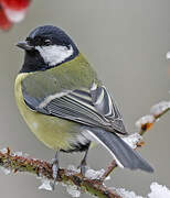 Great Tit