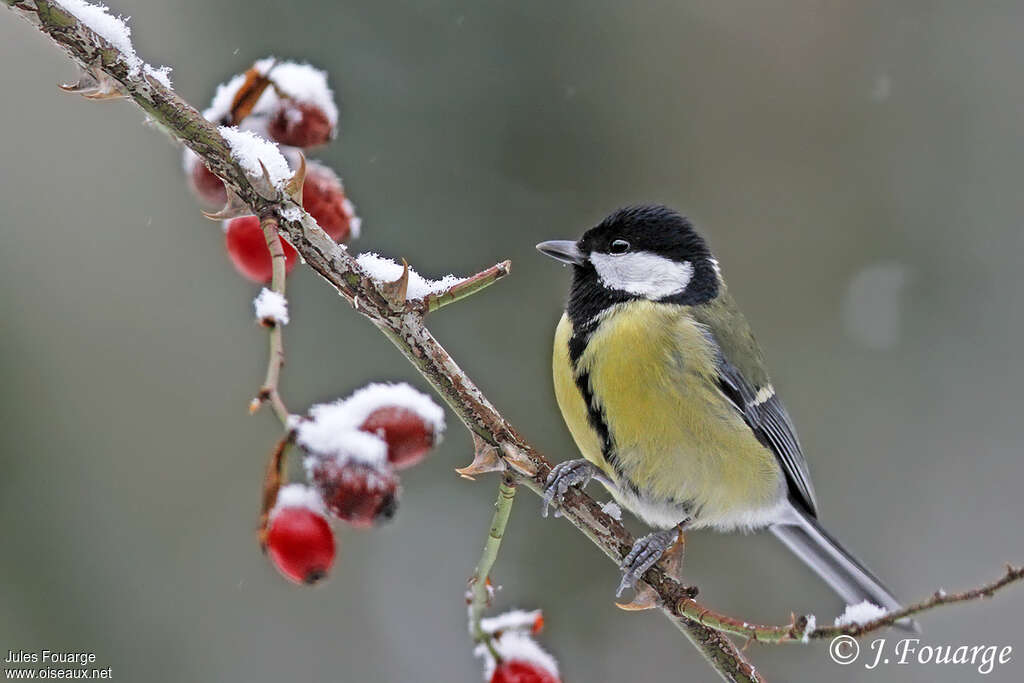 Mésange Charbonnière Parus Major