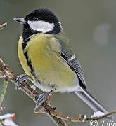 Great Tit