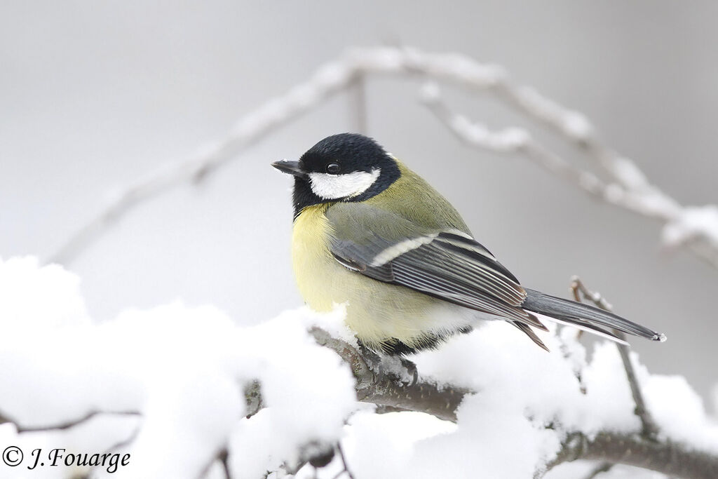 Mésange charbonnière