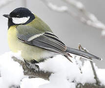 Mésange charbonnière