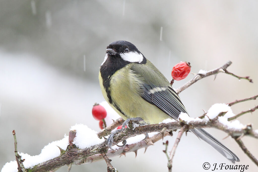 Great Tit male, identification