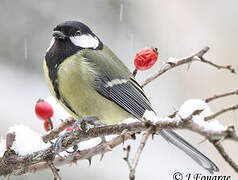 Great Tit