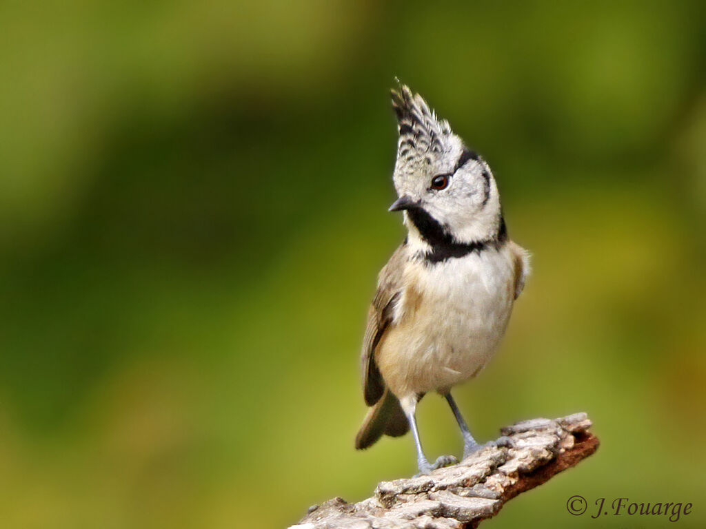 Mésange huppée