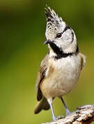 European Crested Tit