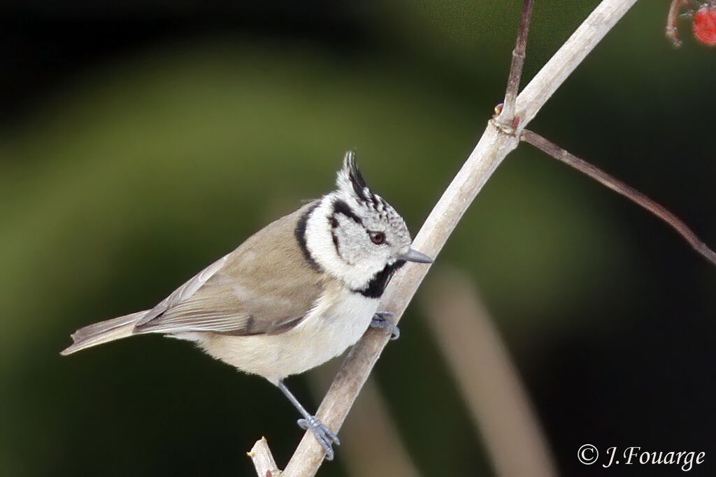 Mésange huppéeadulte, identification