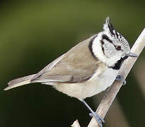 European Crested Tit