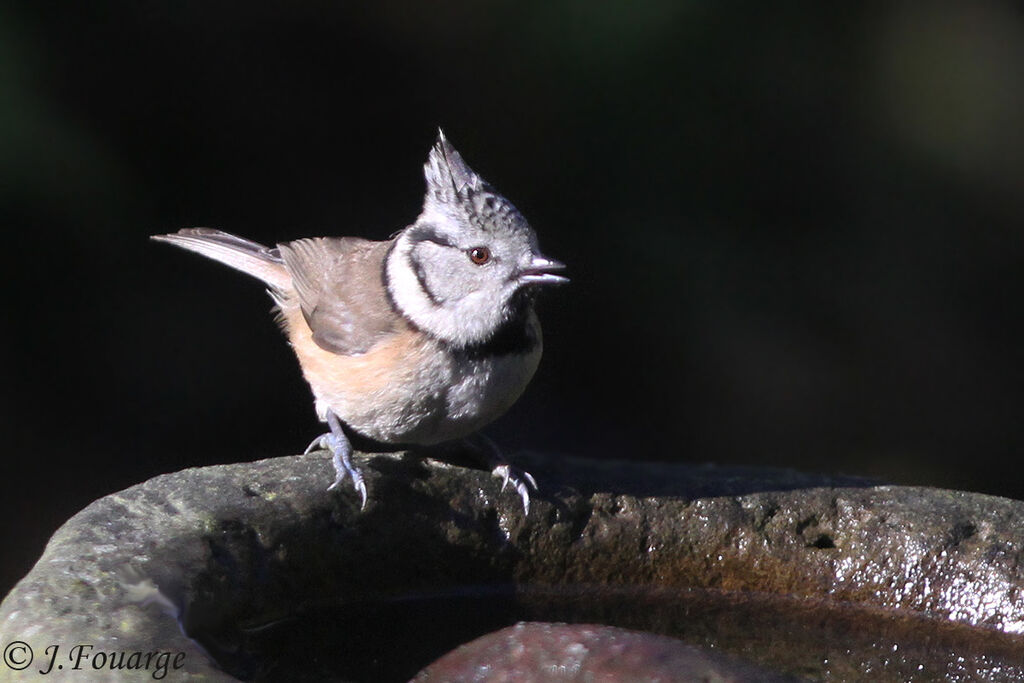 Mésange huppée, identification