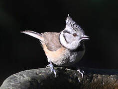 Crested Tit