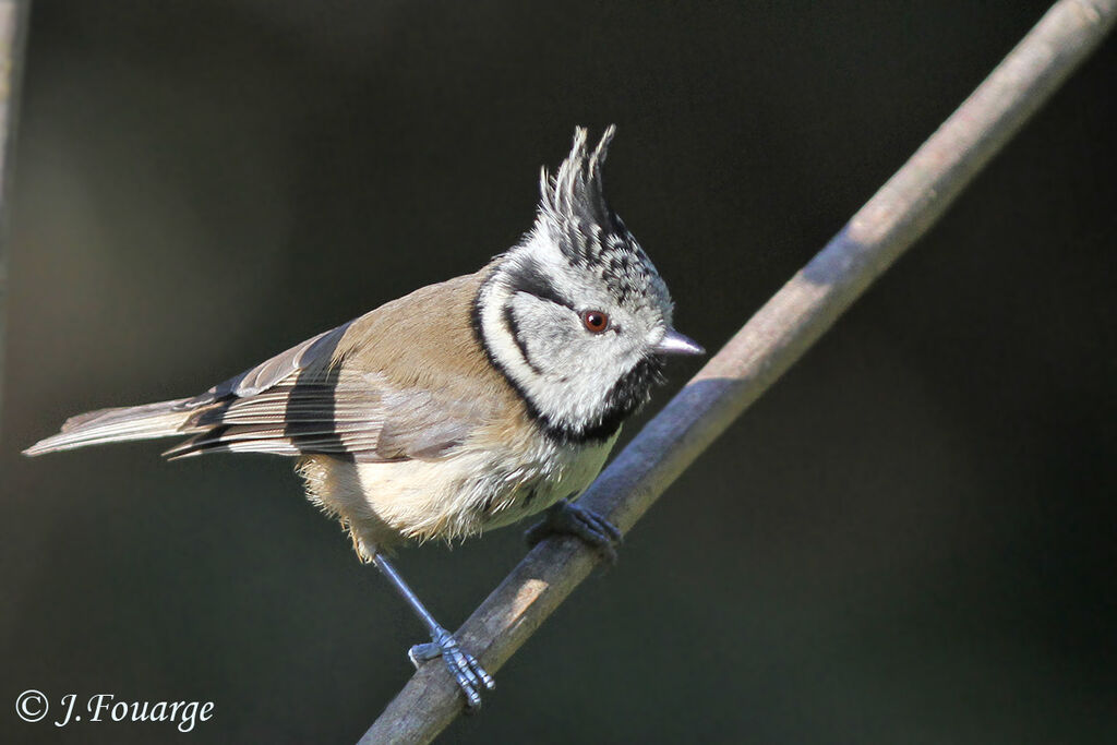 Mésange huppée, identification