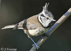 European Crested Tit