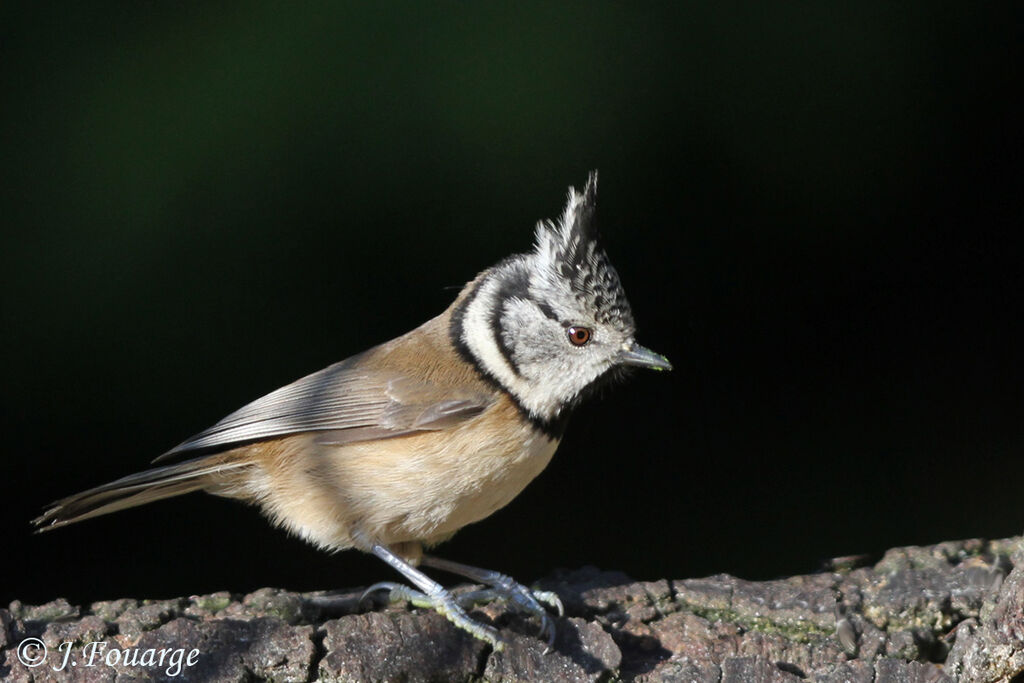 Mésange huppée, identification