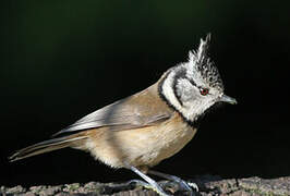 European Crested Tit