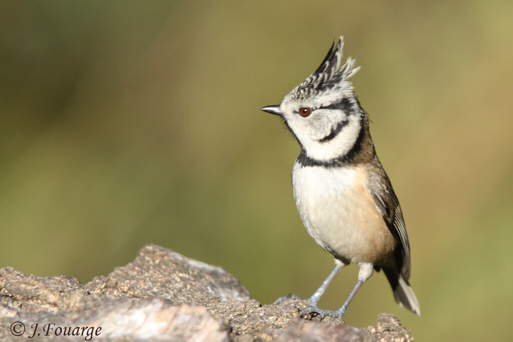 Mésange huppée, identification