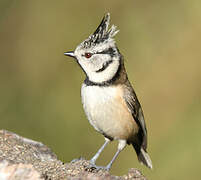 European Crested Tit