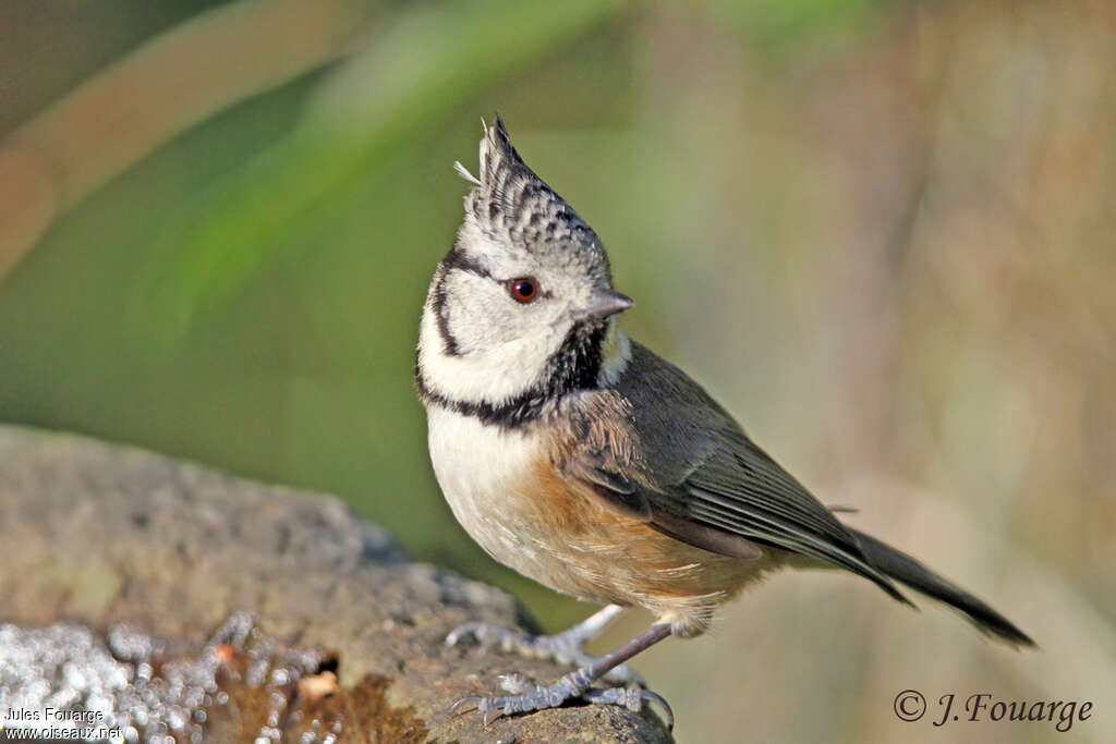Mésange huppéeadulte, identification