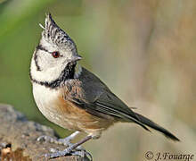 Mésange huppée