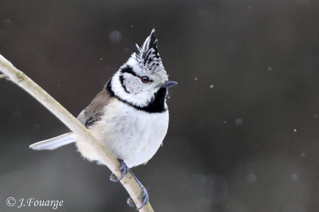 Crested Tit, identification