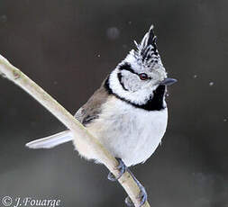 Mésange huppée