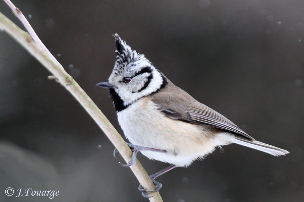 European Crested Tit