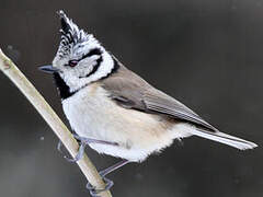 European Crested Tit