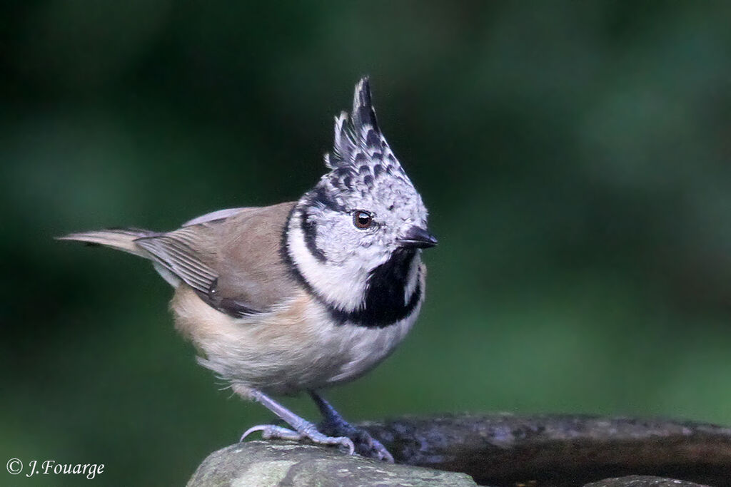 Mésange huppée