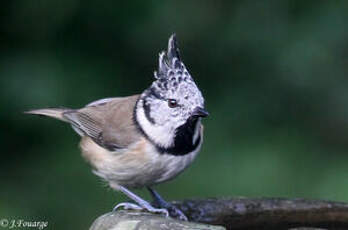 Mésange huppée