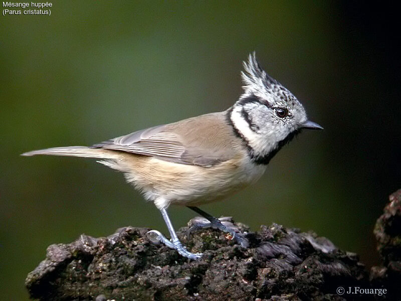 European Crested Tit