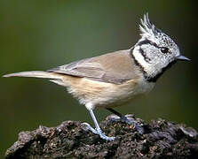 European Crested Tit